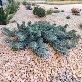 Euphorbia veneris - Euphorbe de Chypre