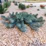 Euphorbia veneris - Euphorbe de Chypre