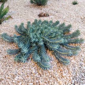 Euphorbia veneris - Euphorbe de Chypre