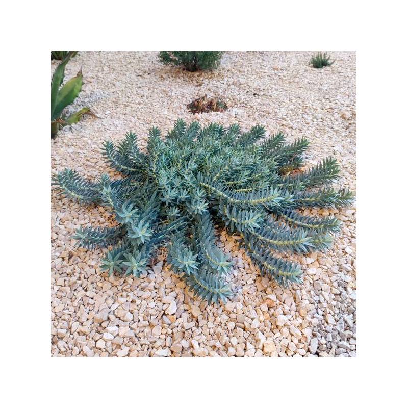 Euphorbia veneris - Euphorbe de Chypre