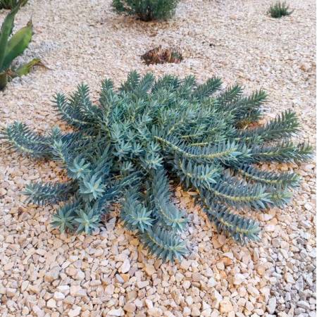 Euphorbia veneris - Euphorbe de Chypre