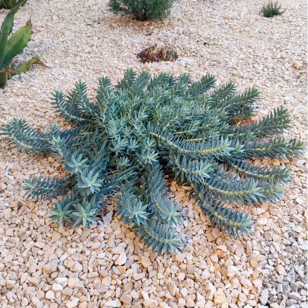 Euphorbia veneris - Euphorbe de Chypre