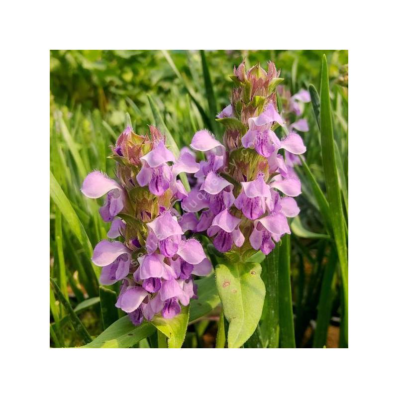 Prunella hyssopifolia - Brunelle à feuille d'hysope