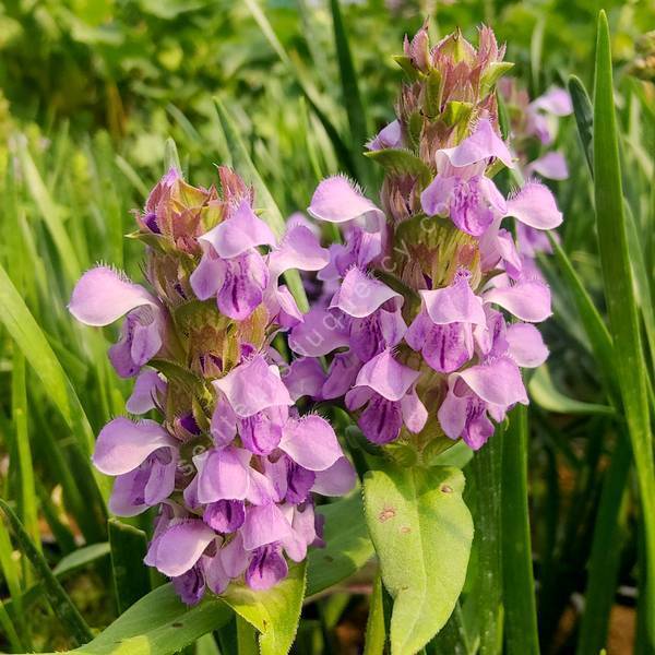 Prunella hyssopifolia - Brunelle à feuille d'hysope Prunella hyssopifolia - Brunelle à feuille d'hysope