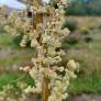 Nolina microcarpa - Herbe des ours