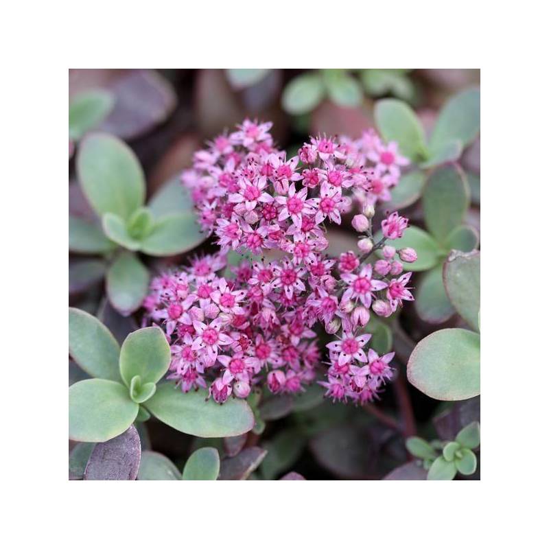 Hylotelephium 'Cherry Tart’