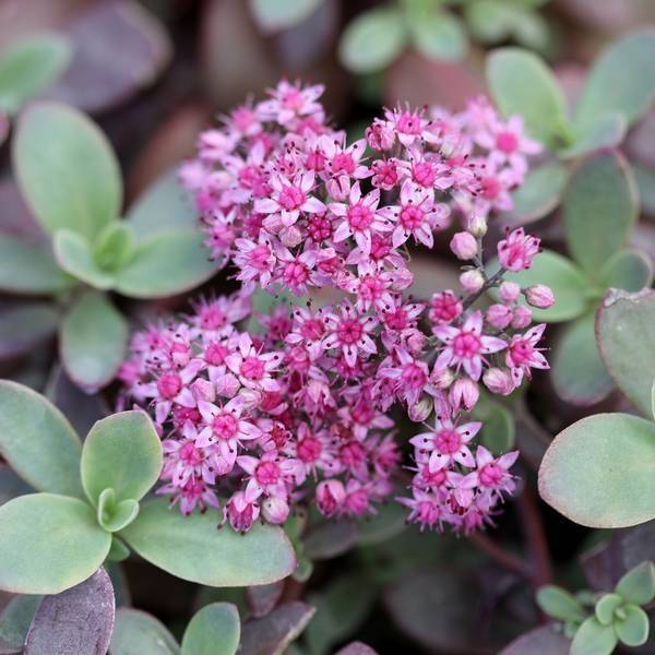 Hylotelephium 'Cherry Tart’