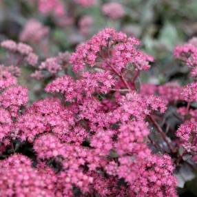 Hylotelephium 'Dazzleberry’