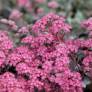 Hylotelephium 'Dazzleberry’ Hylotelephium 'Dazzleberry’