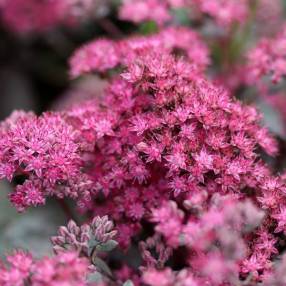 Hylotelephium 'Dazzleberry’