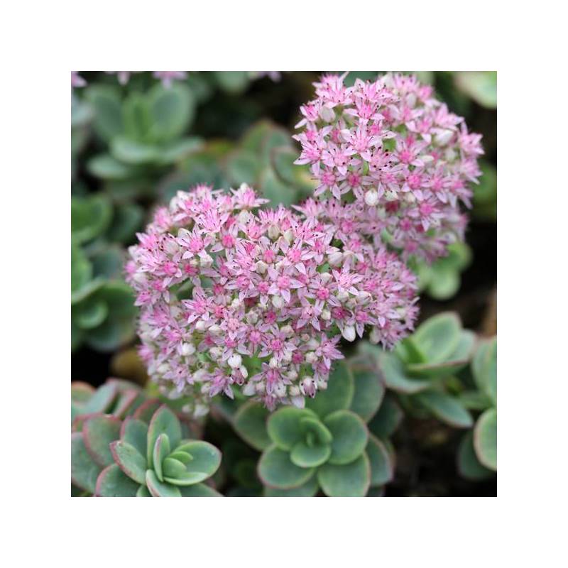 Hylotelephium 'Lime Zinger'