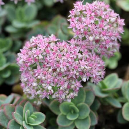Hylotelephium 'Lime Zinger'