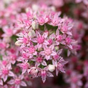 Hylotelephium 'Lime Zinger'