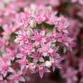 Hylotelephium 'Lime Zinger'