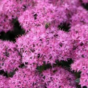 Hylotelephium spectabile 'Carl' - Grand Orpin
