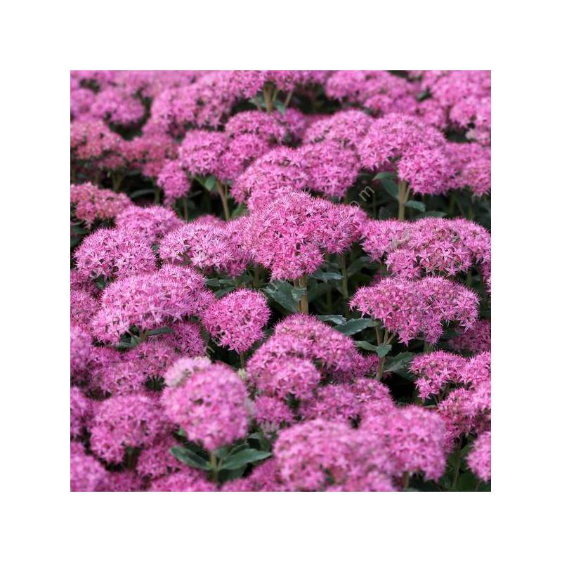 Hylotelephium spectabile 'Carl' - Grand Orpin