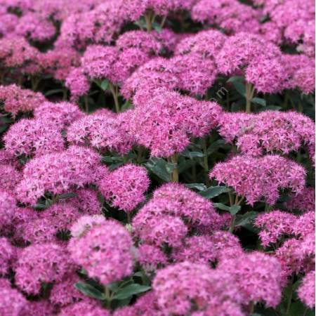 Hylotelephium spectabile 'Carl' - Grand Orpin