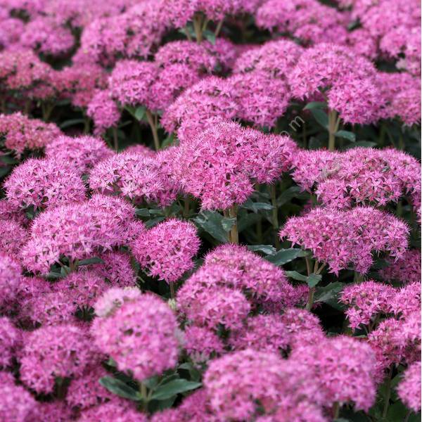 Hylotelephium spectabile 'Carl' - Grand Orpin Hylotelephium spectabile 'Carl' - Grand Orpin