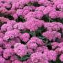 Hylotelephium spectabile 'Carl' - Grand Orpin