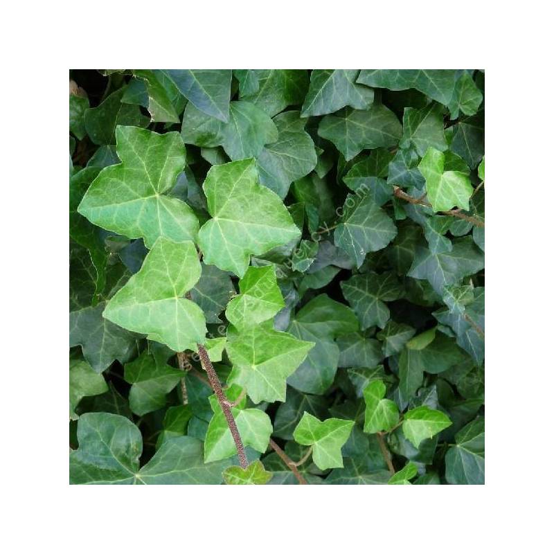 Hedera helix - Lierre terrestre