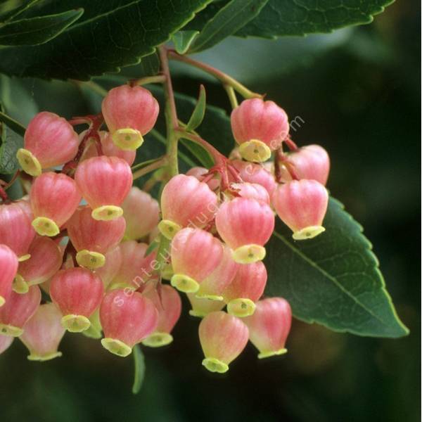 Arbutus unedo 'Rubra' - Arbre-aux-fraises à fleur rose Arbutus unedo 'Rubra' - Arbre-aux-fraises à fleur rose
