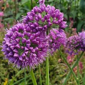 Allium 'Medusa's Hair' - Ciboulette à large feuille