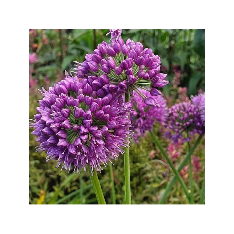 Allium 'Medusa's Hair' - Ciboulette à large feuille
