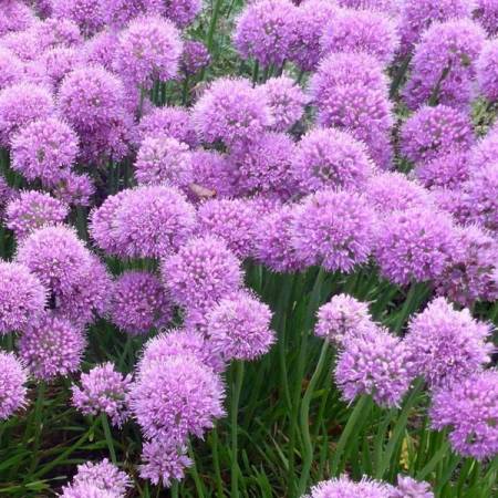 Allium senescens 'Little Sapphire'