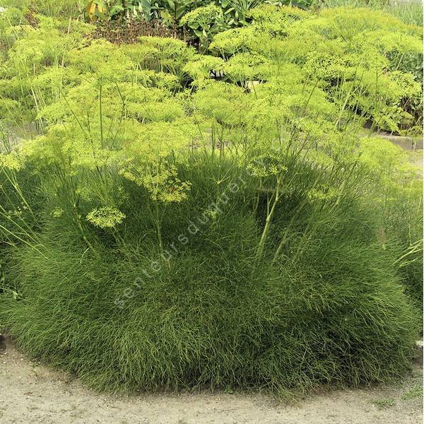 Peucedanum officinale - Fenouil de porc