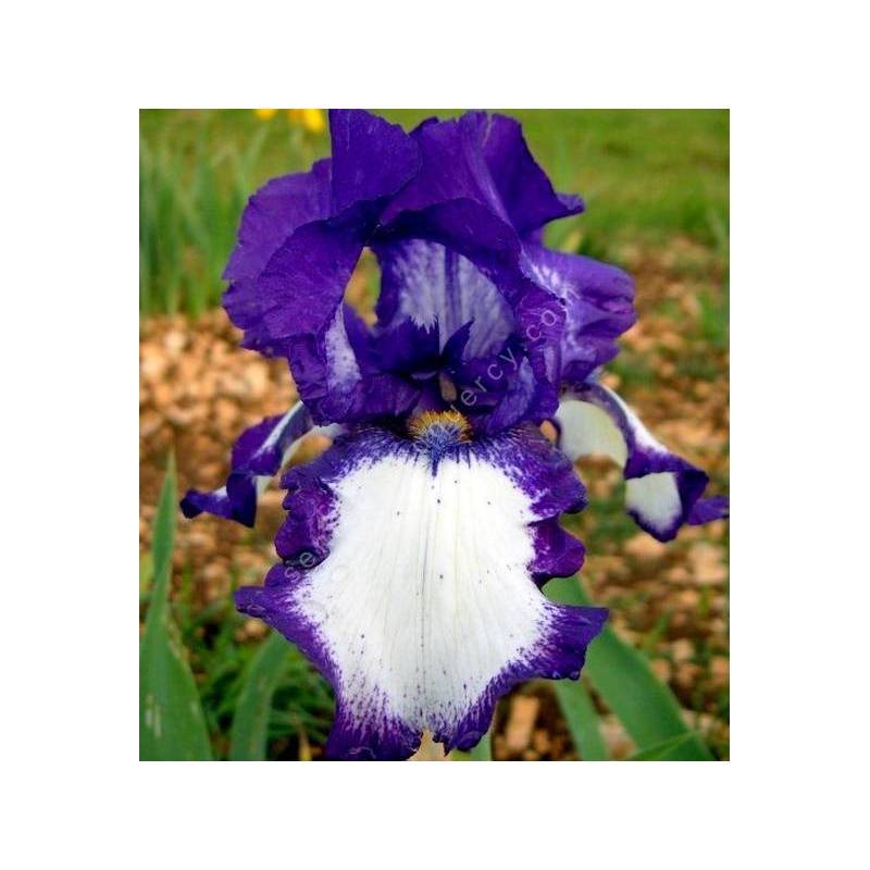 Iris 'Stepping Out'