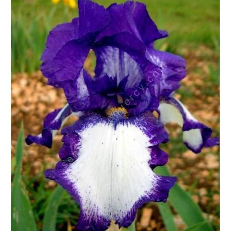 Iris 'Stepping Out'