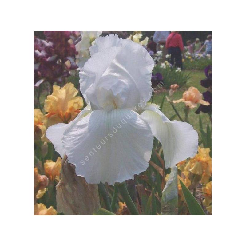 Iris 'Glacier'
