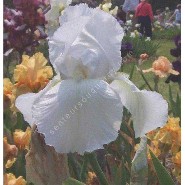Iris 'Glacier'