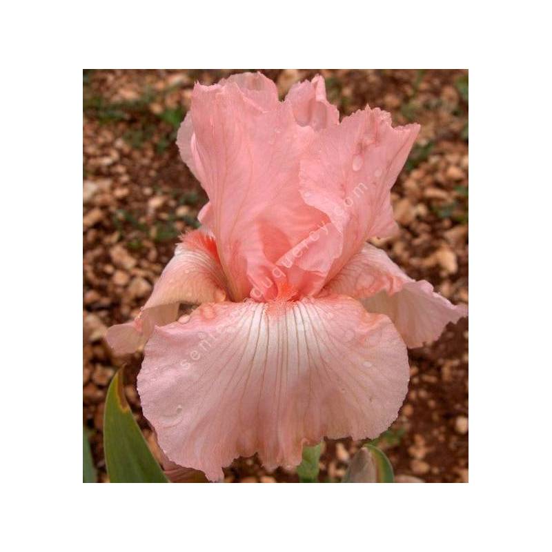 Iris 'Flamant Rose'