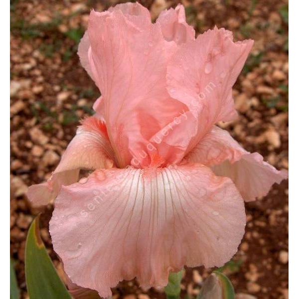 Iris 'Flamant Rose'