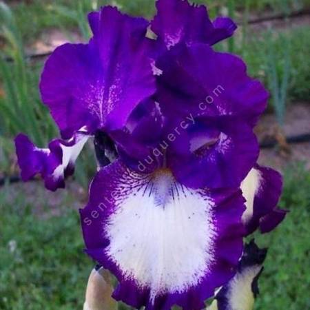 Iris 'Cozy Calico'