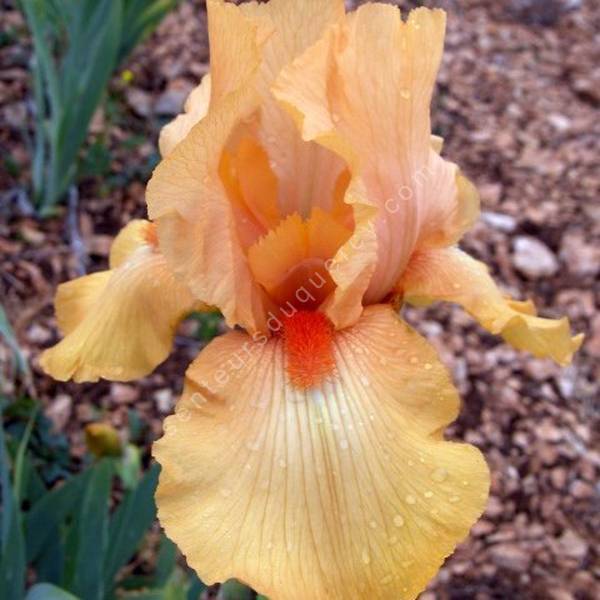 Iris 'Flaming'
