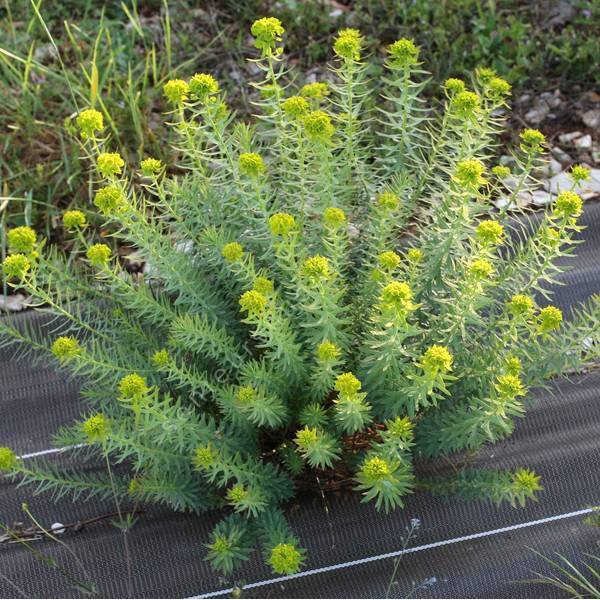 Euphorbia seguieriana subsp. niciciana - Euphorbe de Sibérie Euphorbia seguieriana subsp. niciciana - Euphorbe de Sibérie