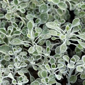 Marrubium globosum - plante vivace argentée à fleurs jaunes globuleuses