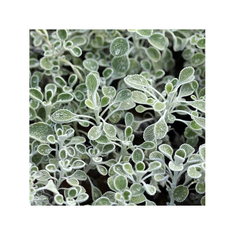 Marrubium globosum - plante vivace argentée à fleurs jaunes globuleuses