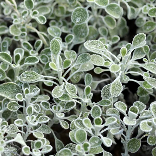 Marrubium globosum - plante vivace argentée à fleurs jaunes globuleuses Marrubium globosum - plante vivace argentée à fleurs jaunes globuleuses