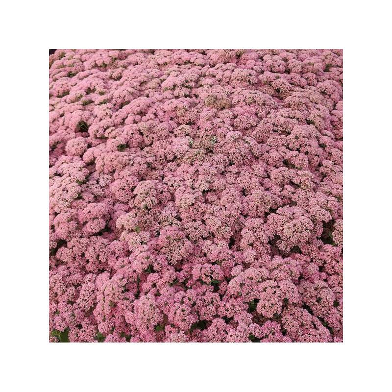 Hylotelephium 'Joie d'Automne' - Grand Orpin