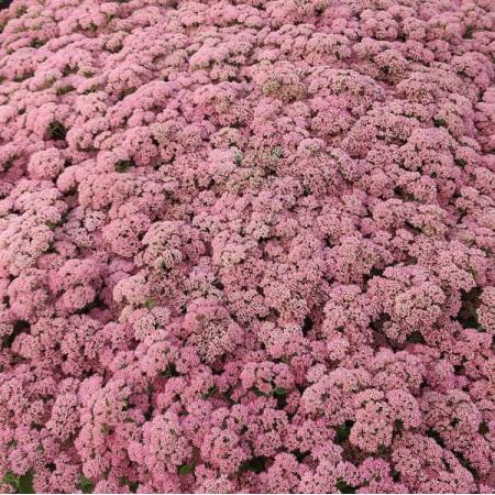 Hylotelephium 'Joie d'Automne' - Grand Orpin