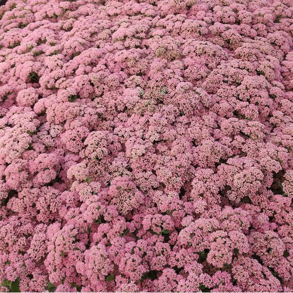 Hylotelephium 'Joie d'Automne' - Grand Orpin Hylotelephium 'Joie d'Automne' - Grand Orpin