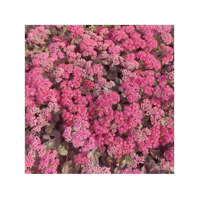 Hylotelephium 'Dazzleberry’
