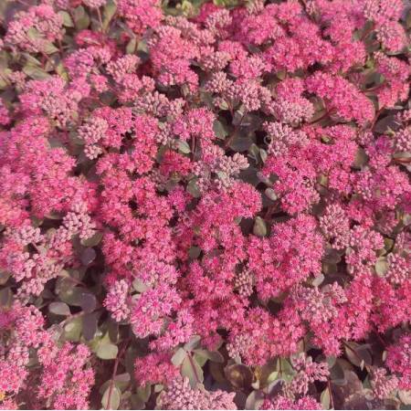 Hylotelephium 'Dazzleberry’