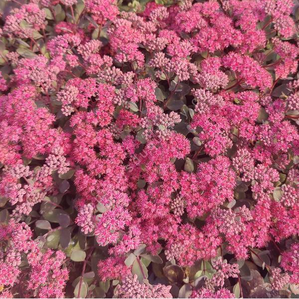 Hylotelephium 'Dazzleberry’ Hylotelephium 'Dazzleberry’