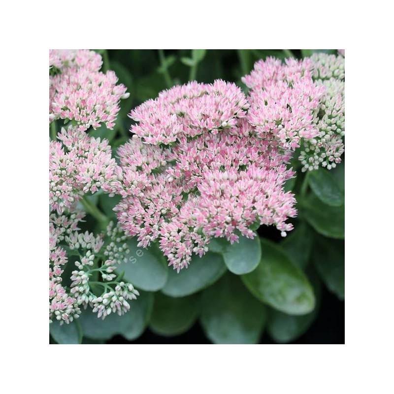 Hylotelephium 'Matrona'