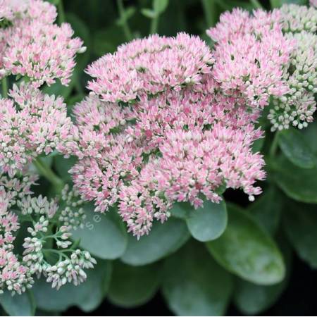 Hylotelephium 'Matrona'