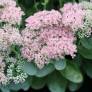 Hylotelephium 'Matrona'